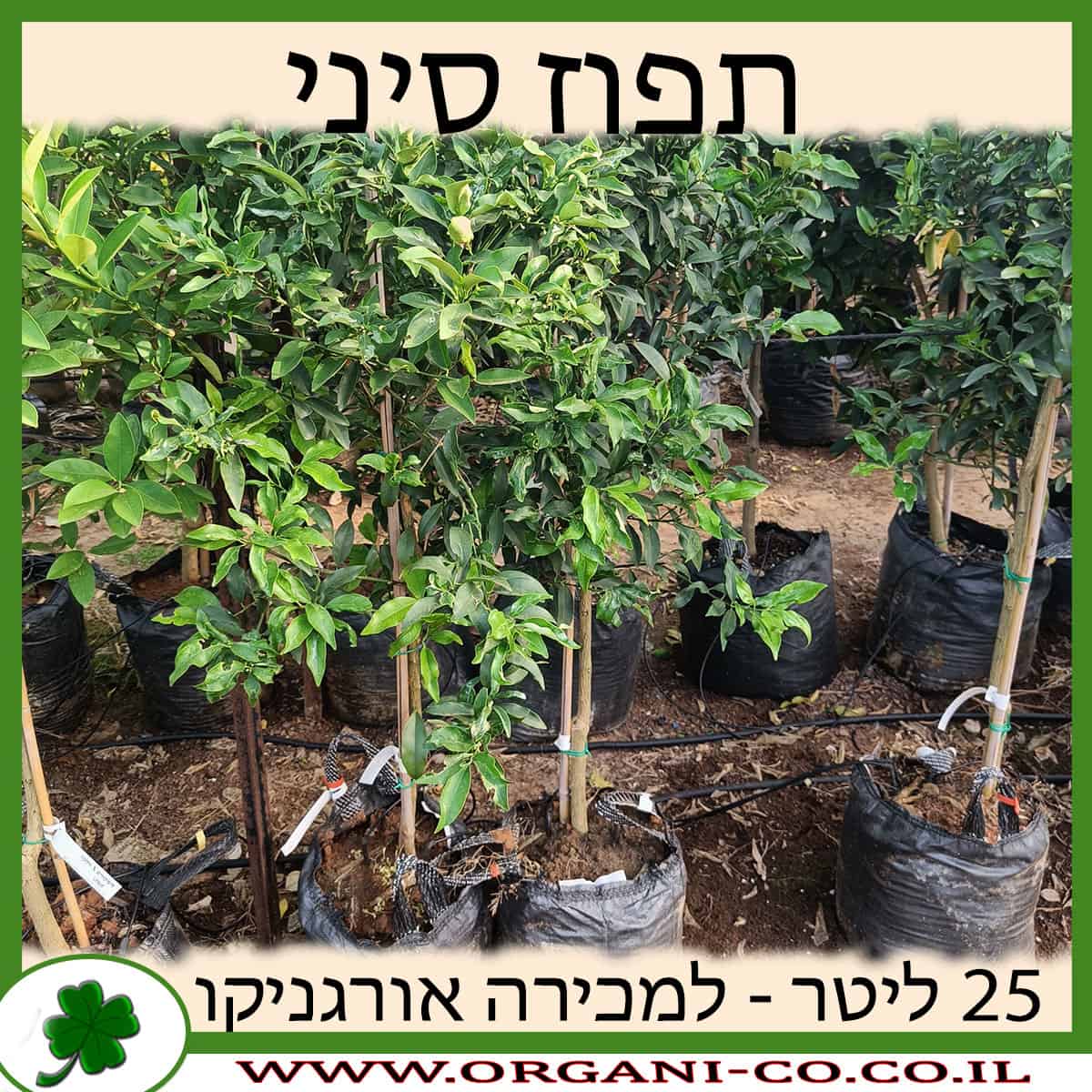 תפוז סיני 25 ליטר למכירה - מחיר