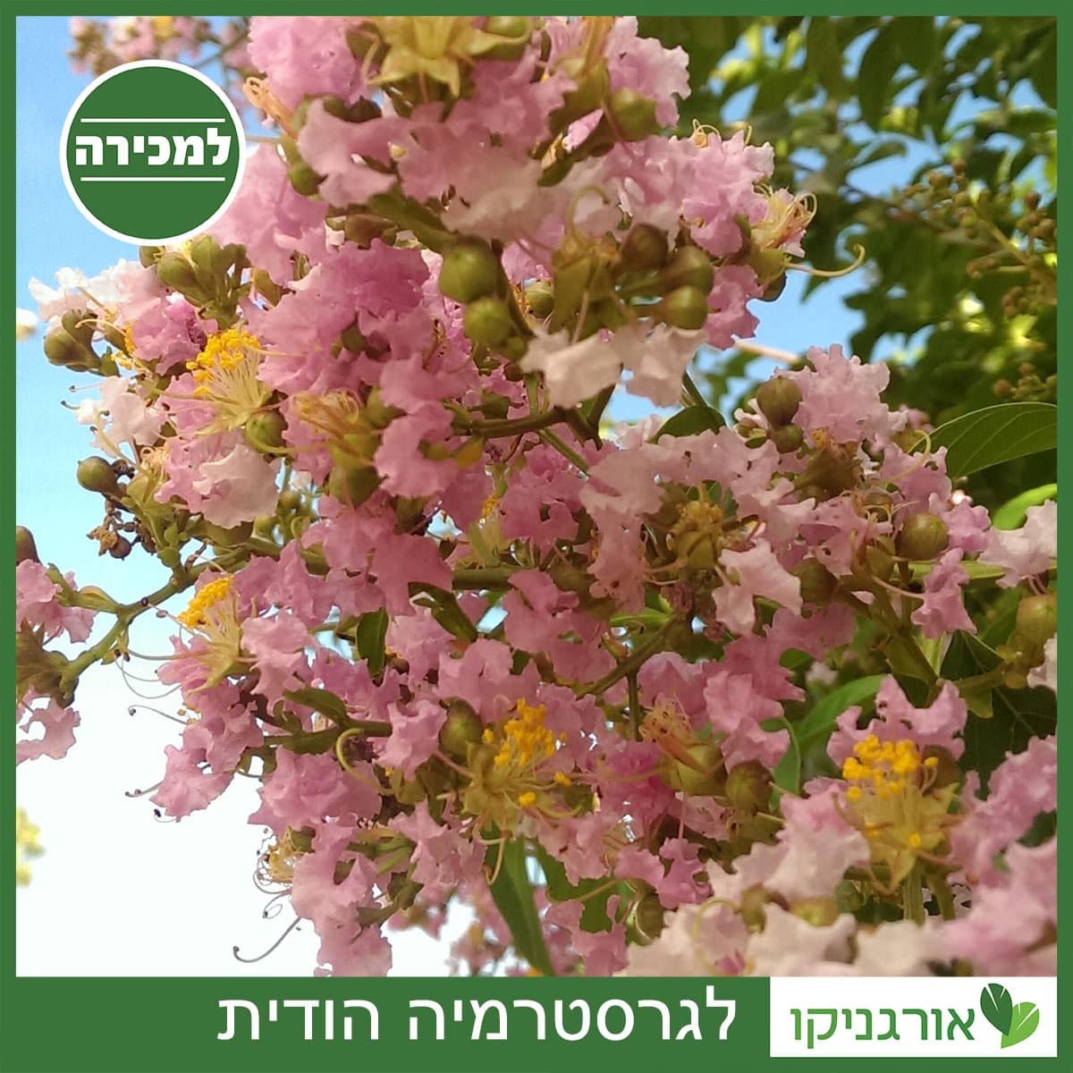 לגרסטרמיה הודית למכירה - מחיר