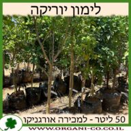 לימון יוירקה 50 ליטר למכירה - מחיר