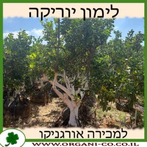 לימון יוריקה בוגר 8-10 למכירה - מחיר