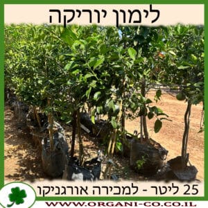 לימון יוריקה 25 ליטר למכירה - מחיר