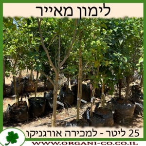 לימון מאייר 25 ליטר למכירה - מחיר