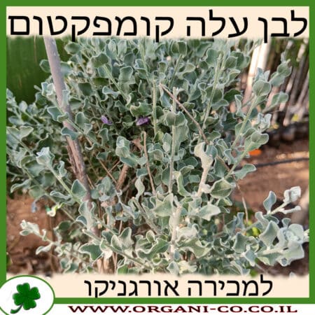 לבן עלה (ליקופילום) קומפקטום 10 ליטר למכירה - מחיר