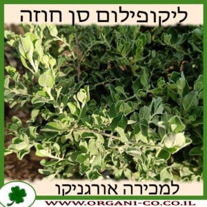 לבן עלה (ליקופילום) סן חוזה 10 ליטר למכירה - מחיר