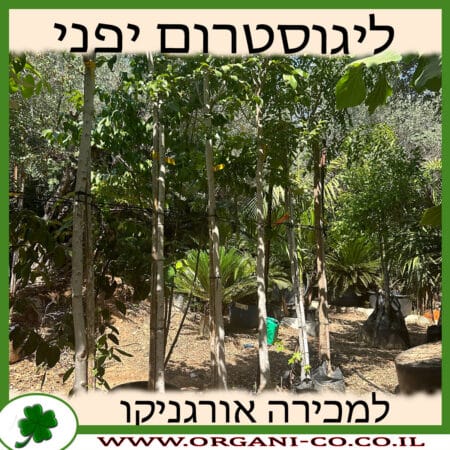 ליגוסטרום יפני למכירה - מחיר