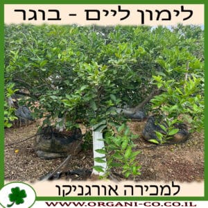 לימון ליים בוגר 4-6 צול למכירה - מחיר