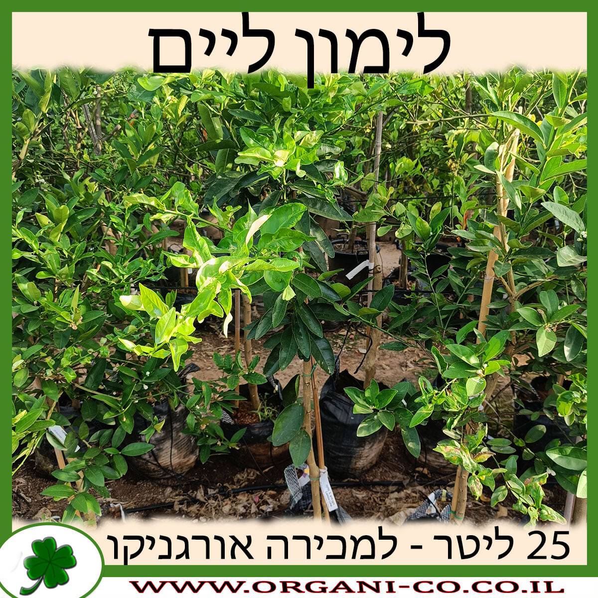 לימון ליים 25 ליטר למכירה - מחיר