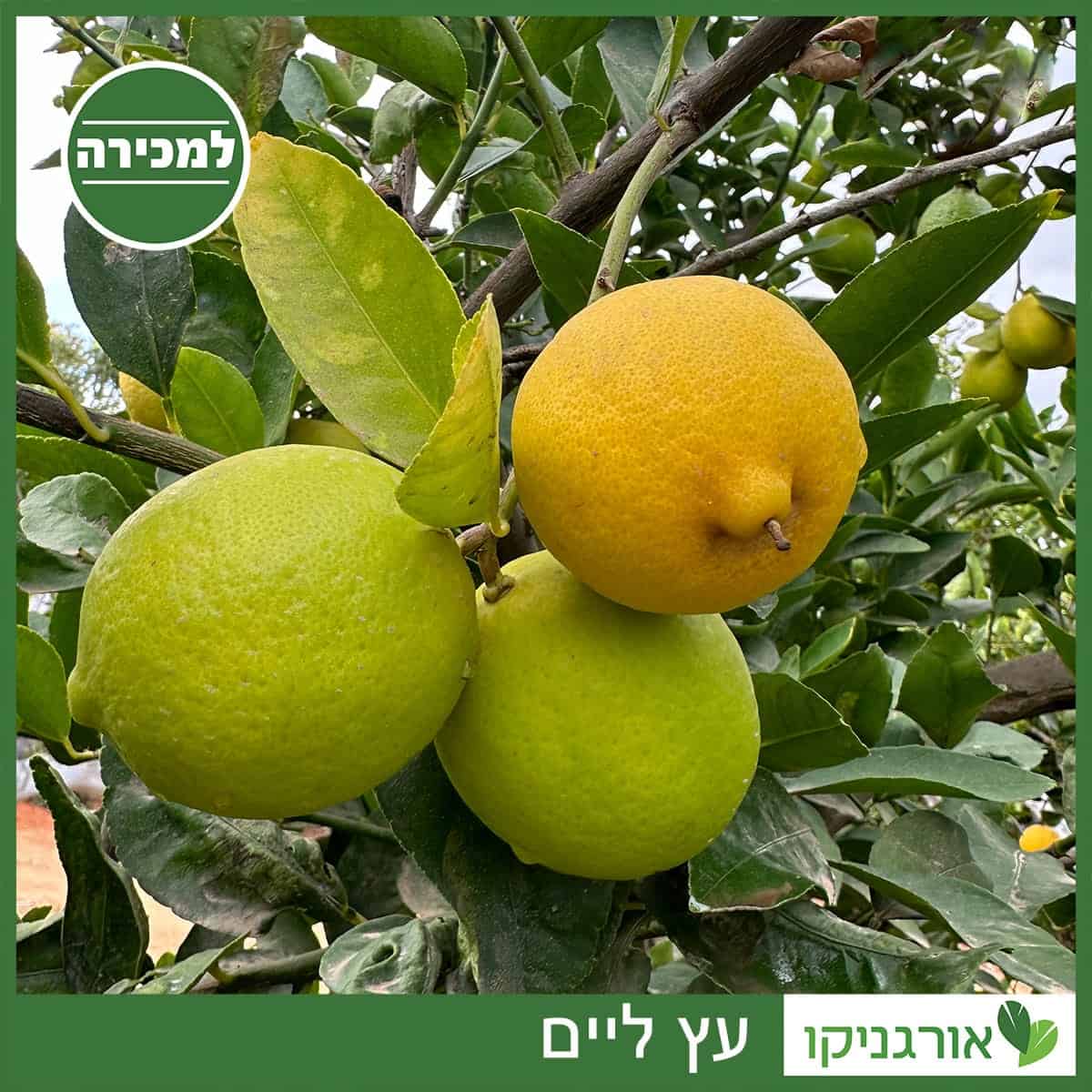 עץ ליים למכירה - מחיר