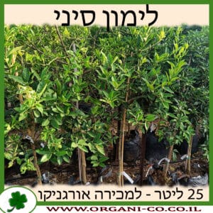 לימון סיני 25 ליטר למכירה - מחיר