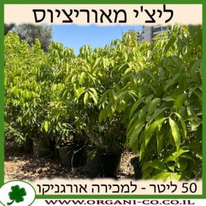 ליצ'י מאוריציוס 50 ליטר למכירה - מחיר