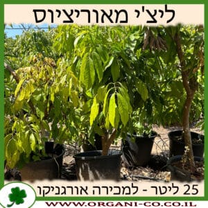 ליצ'י מאוריציוס 25 ליטר למכירה - מחיר