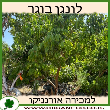 לונגן בוגר 200 ליטר 4-6 צול למכירה - מחיר