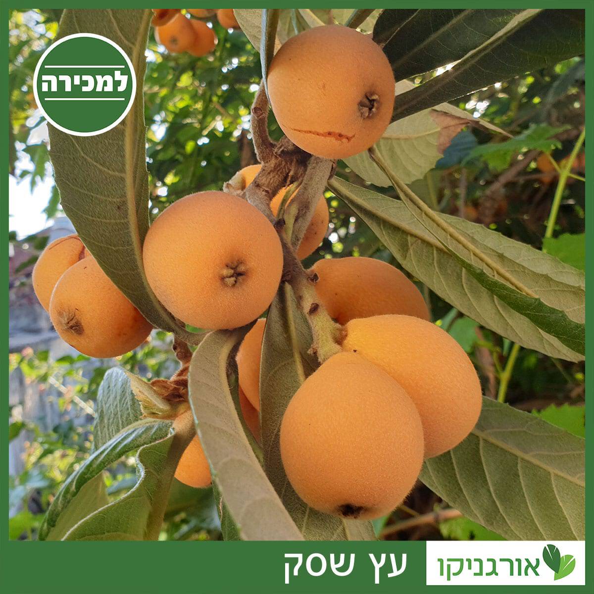 עץ שסק למכירה - מחיר