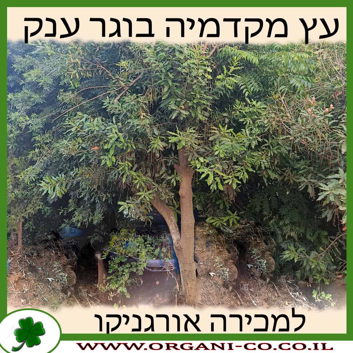 מקדמיה בוגר ענק למכירה - מחיר