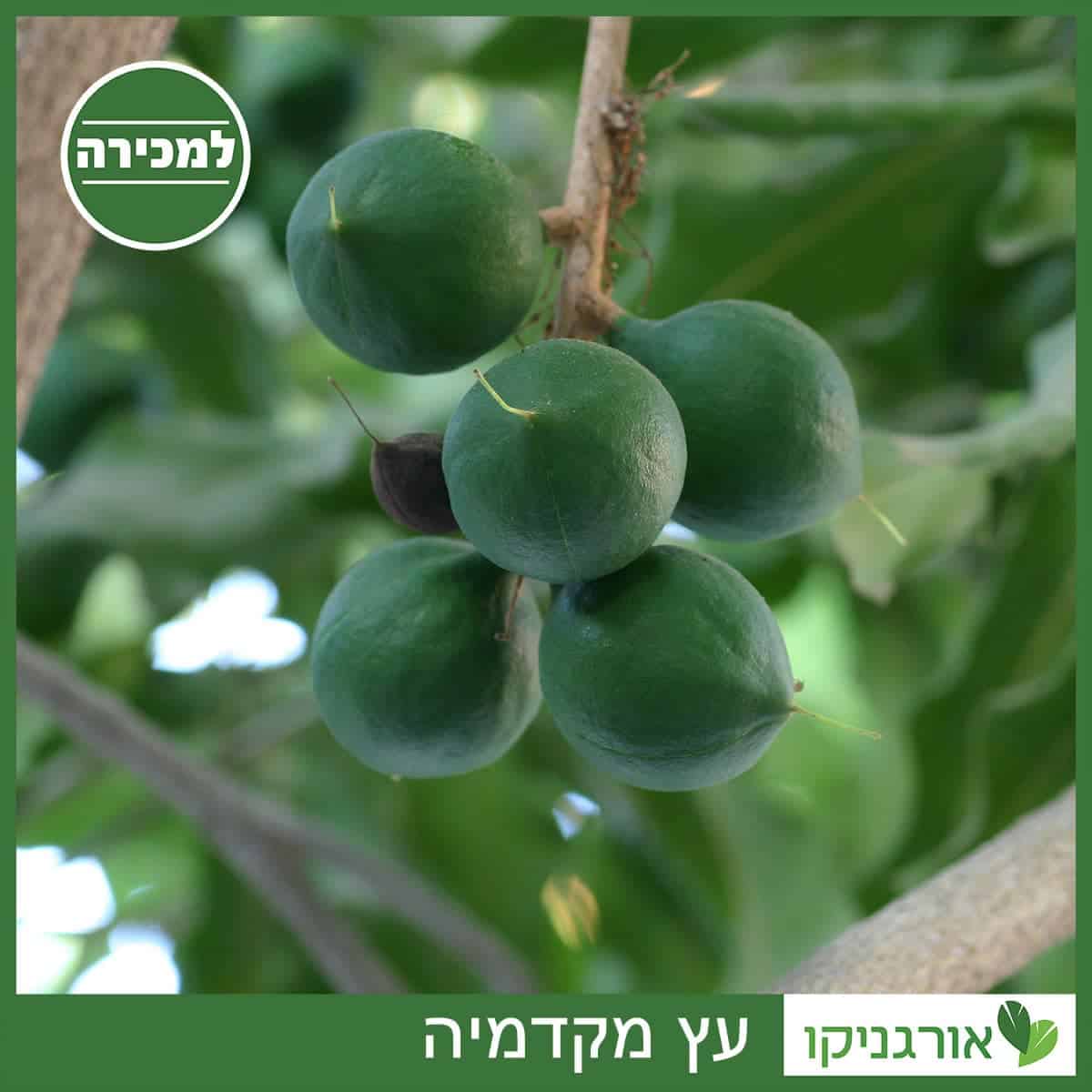 עץ מקדמיה למכירה - מחיר