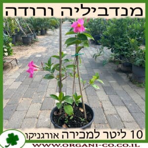 מנדווילה ורודה 10 ליטר למכירה - מחיר