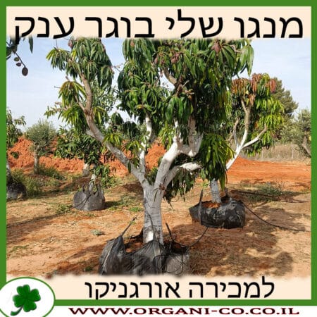 מנגו שלי בוגר ענק 8-10 צול למכירה - מחיר