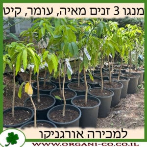 מנגו 3 זנים - מאיה, עומר, קיט למכירה - מחיר