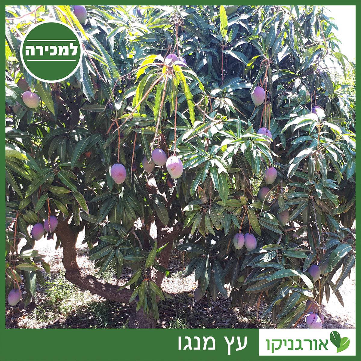 עץ מנגו למכירה - למחיר