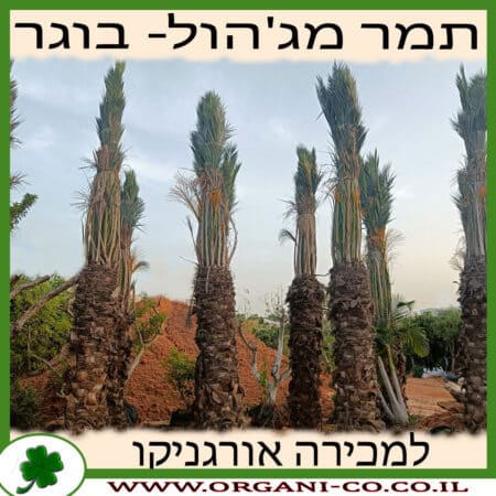 תמר מג'הול בוגר למכירה - מחיר