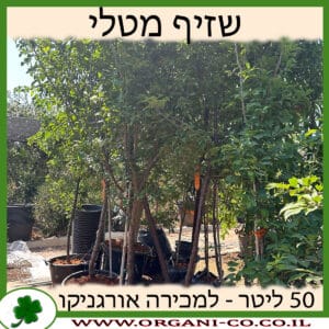 שזיף מטלי 50 ליטר למכירה - מחיר