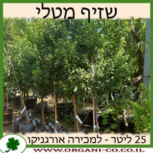 שזיף מטלי 25 ליטר למכירה - מחיר