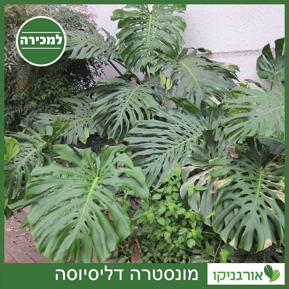 מונסטרה דליסיוסה למכירה - מחיר