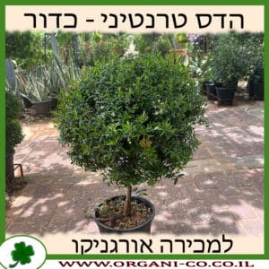 הדס טרנטיני מעוצב כדור 40 ס״מ 10 ליטר למכירה - מחיר