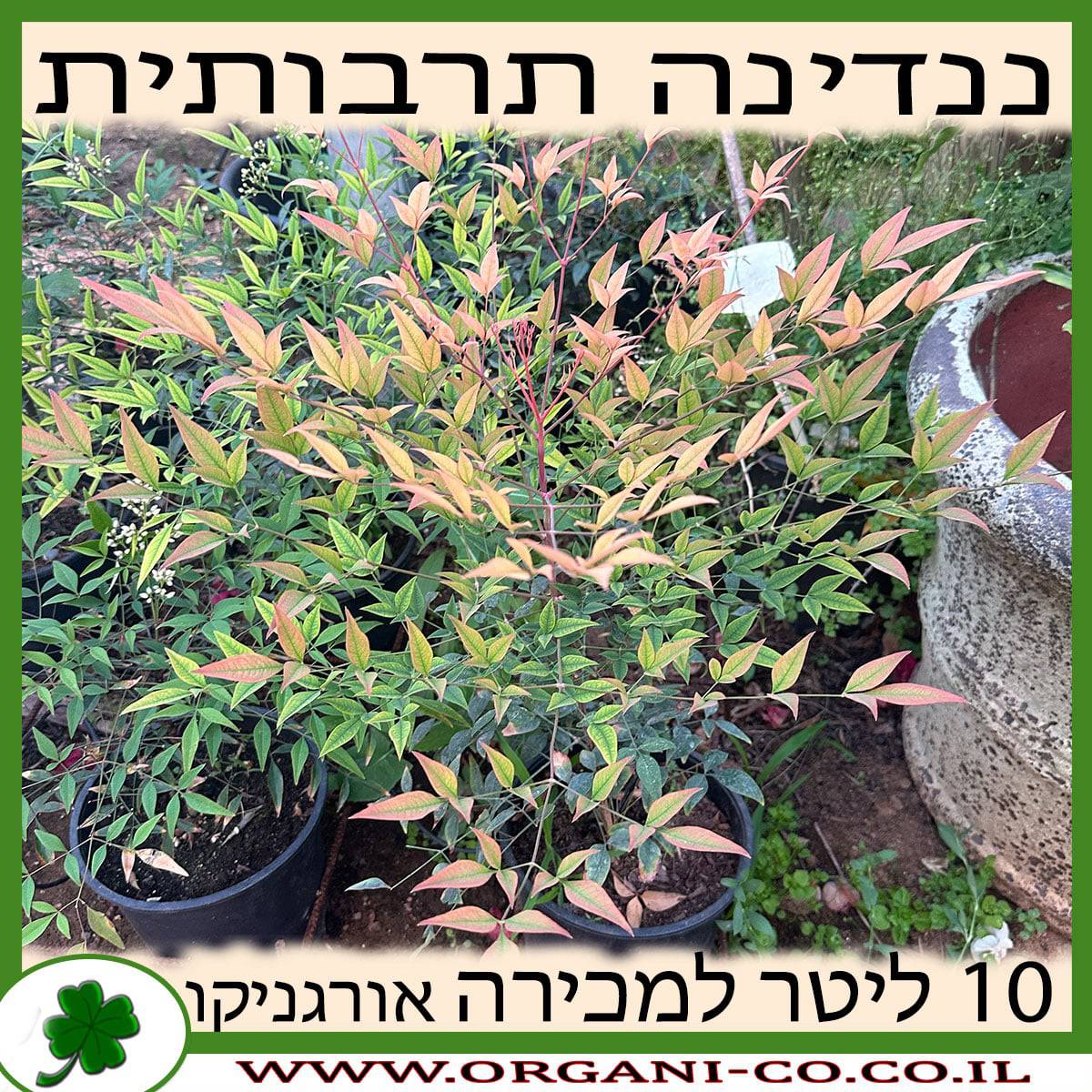 ננדינה תרבותית 10 ליטר למכירה - מחיר