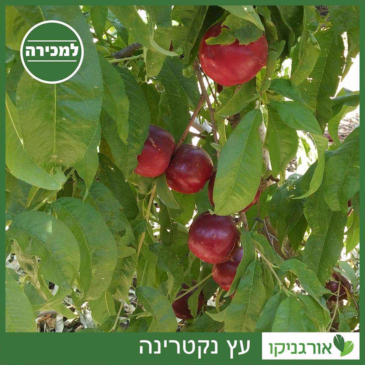 נקטרינה למכירה - מחיר