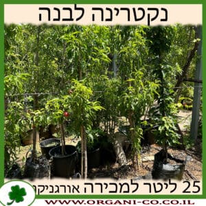 נקטרינה לבנה 25 ליטר למכירה - מחיר