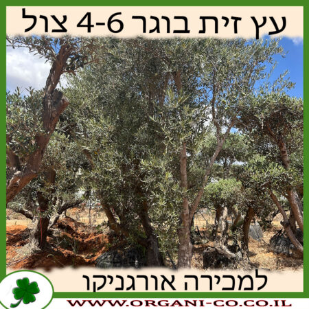 עץ זית בוגר מצוי 4-6 צול למכירה - מחיר