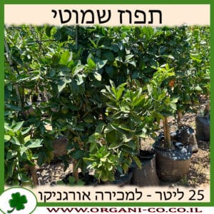 תפוז שמוטי 25 ליטר למכירה - מחיר