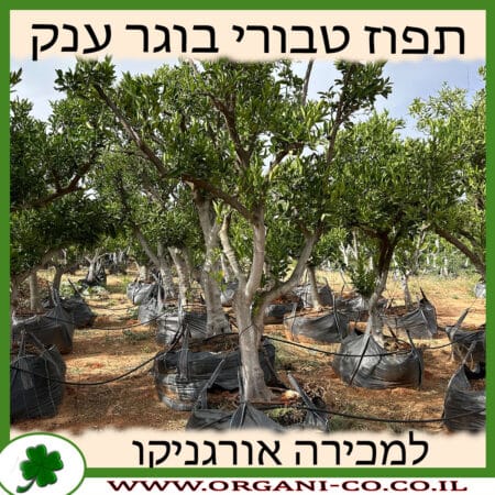 תפוז טבורי בוגר ענק 7-8 צול