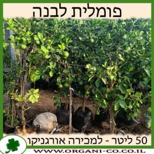 פומלית לבנה 50 ליטר למכירה - מחיר