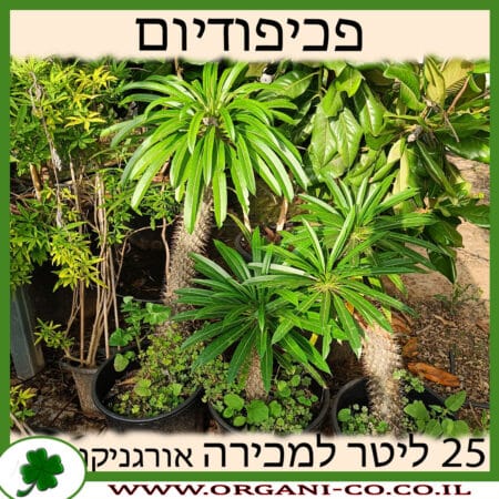 פכיפודיום 25 ליטר למכירה - מחיר