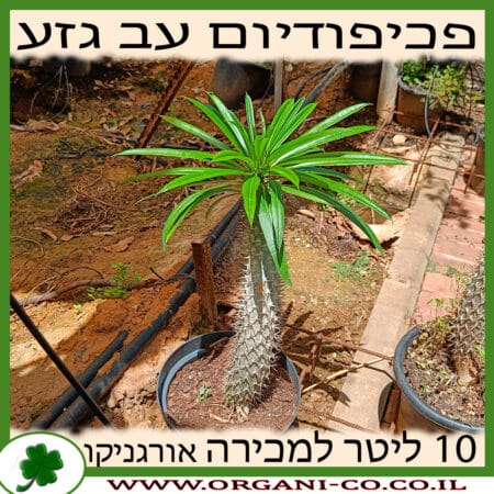 פכיפודיום 10 ליטר למכירה - מחיר