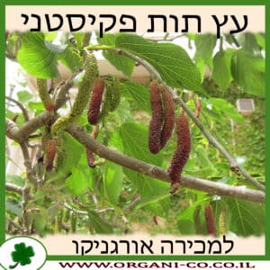 עץ תות פקיסטני למכירה - מחיר