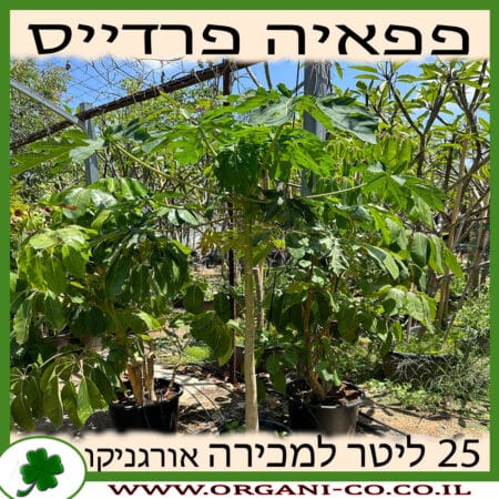 פפאיה פארדיס 25 ליטר למכירה - מחיר