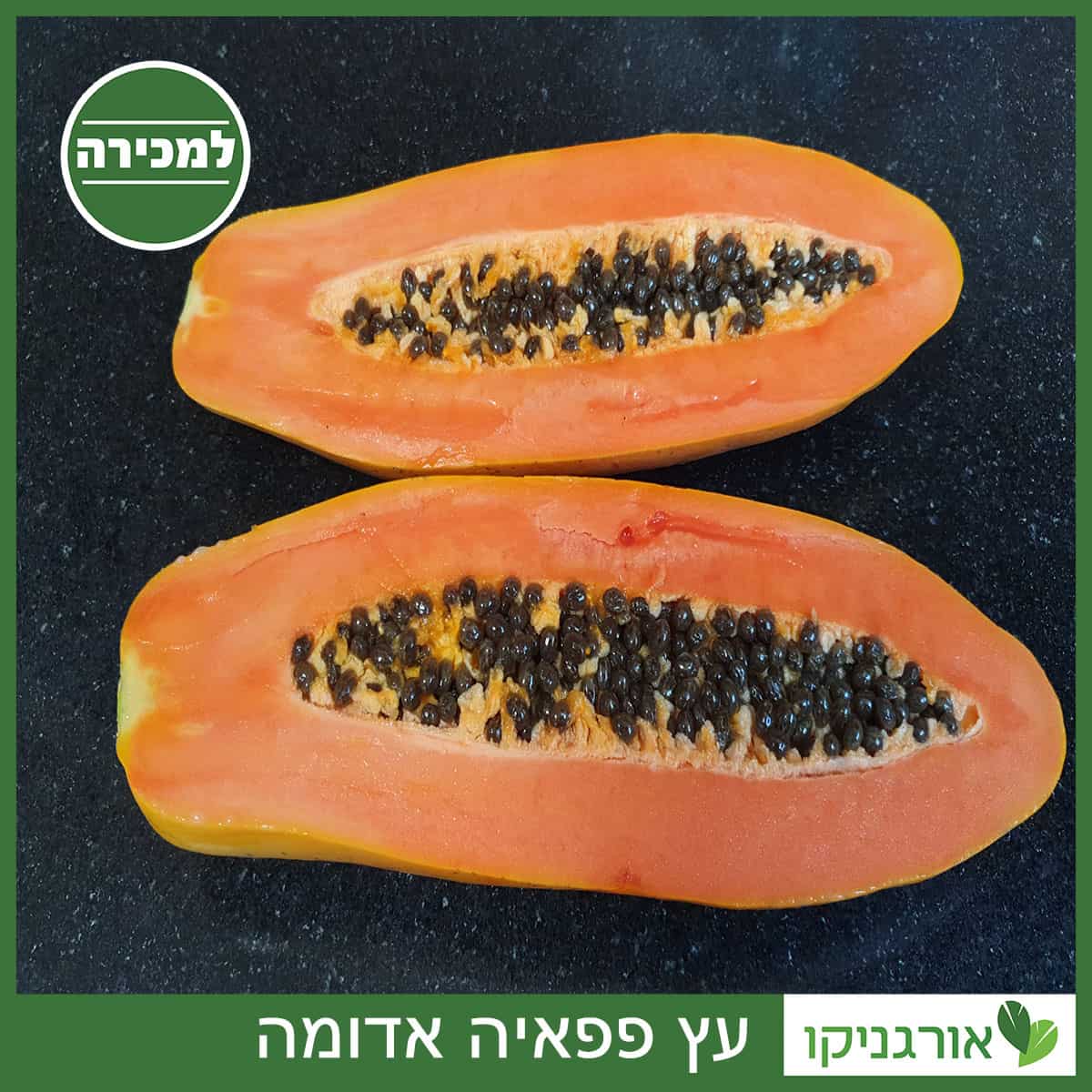 עץ פפאיה אדומה למכירה - מחיר