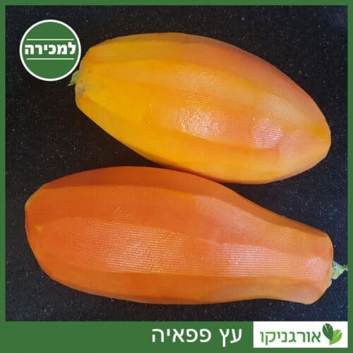 עץ פפאיה למכירה - מחיר