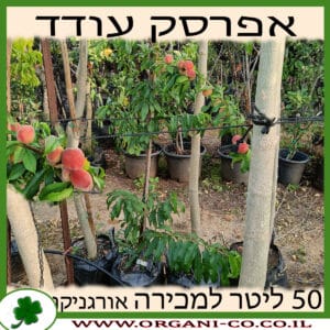 אפרסק עודד 50 ליטר למכירה - מחיר