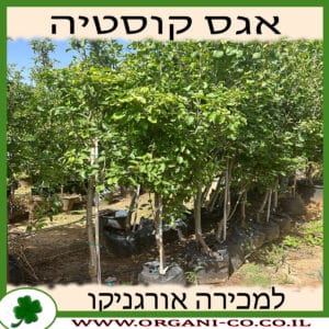 אגס קוסטיה למכירה - מחיר