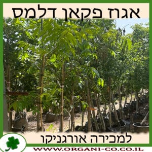 אגוז פקאן דלמס למכירה - מחיר