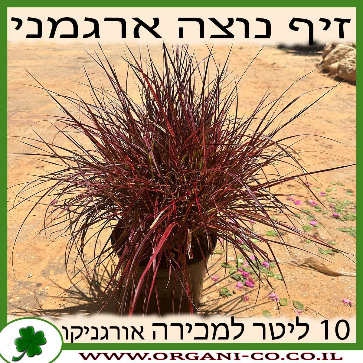 זיף נוצה ארגמני 10 ליטר למכירה - מחיר