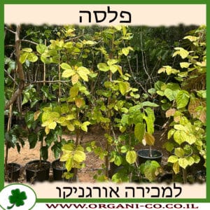 פלסה למכירה - מחיר