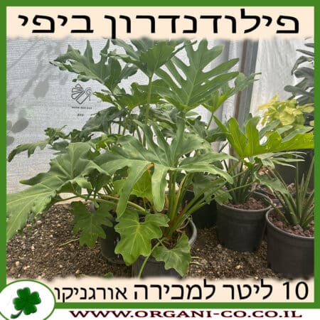 פילודנדרון ביפי (דו נוצתי) 10 ליטר למכירה - מחיר