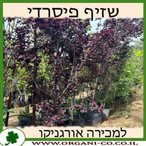 שזיף פיסרדי למכירה - מחיר