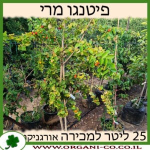 פיטנגו מרי 25 ליטר למכירה - מחיר