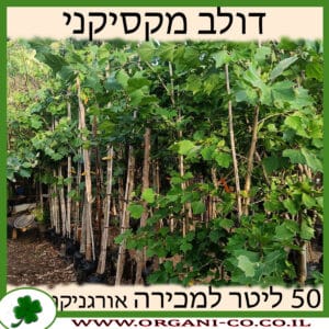 דולב מקסיקני 50 ליטר למכירה - מחיר